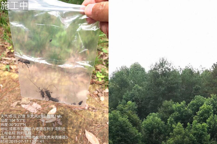 天府新区成都直管区森林病虫防控、除治