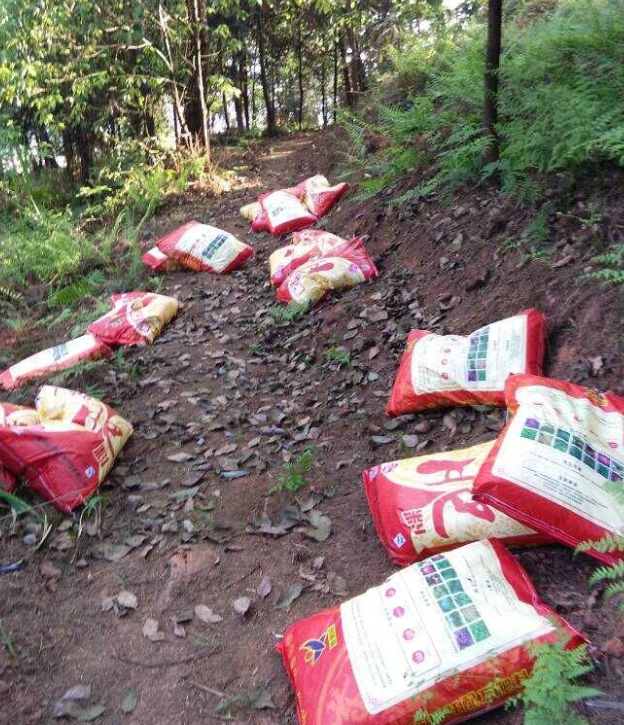 石城山工区施底肥，，，，苗木修剪及栽植.png